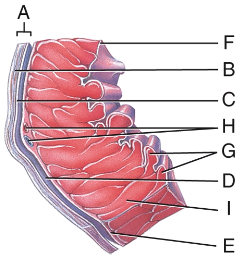 This portion of the heart wall is responsible for the pumping action.   A) E B) F C) G D) H E) I