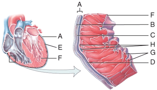 This is comprised of a thin layer of endothelium overlying a thin layer of connective tissue.   A) C B) D C) E D) F E) G