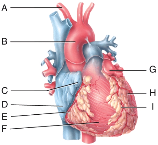 In the diagram,where is the ascending aorta?   A) A B) B C) D D) F E) H