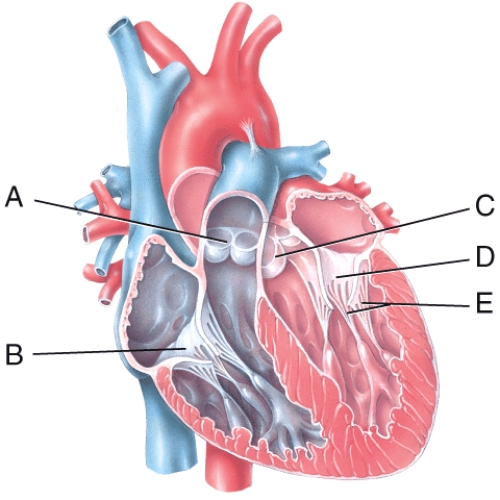 In the diagram,which labeled structure prevents blood flow from the right ventricle back into the right atrium?   A) A B) B C) C D) D E) E