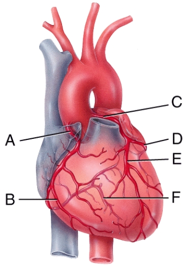In the diagram,which labeled structure is the circumflex branch of the left coronary artery?   A) B B) D C) E D) F E) C