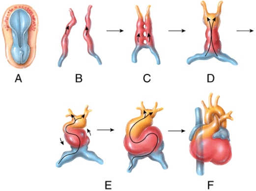 Which of the labeled steps in the diagram represent formation of the endocardial tubes?   A) A B) B C) C D) D E) E