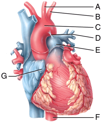 Which blood vessel shown in the diagram is the left subclavian artery?   A) A B) B C) E D) F E) H