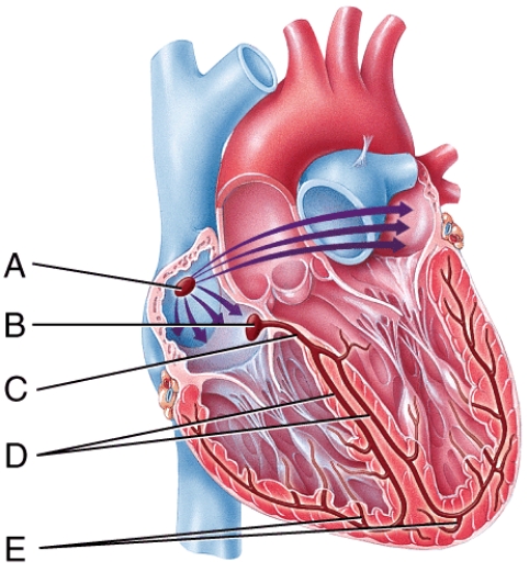 Which labeled structure in the figure represents the only potential pathway for conducting action potentials from the atria to the ventricles?   A) A B) B C) C D) D E) E