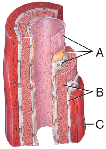Which of the labeled layers in the diagram of the arterial wall consists mainly of elastic fibers and smooth muscle fibers?   A) A B) B C) C D) A and B E) A,B and C