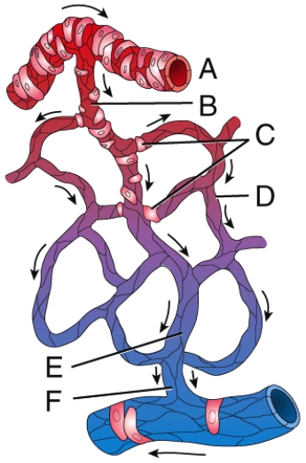 Which labeled structure in the figure is a metarteriole?   A) A B) B C) D D) F E) E