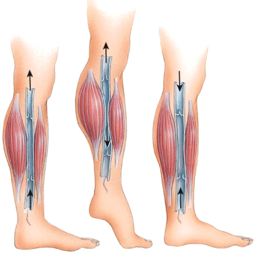 What physiological process is depicted in this figure?   A) Venous blood blockage B) Skeletal muscle pump C) Respiratory pump D) Thoroughfare channels E) Anastomosis
