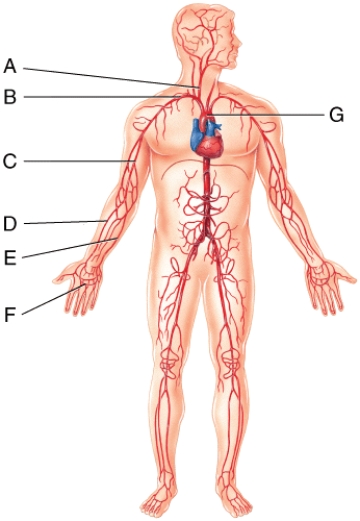 Oxygenated blood is directly carried into the vessel labeled  E  by the   A) right subclavian artery. B) right radial artery. C) right common carotid artery. D) right brachial artery. E) right axillary artery.