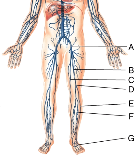 Deoxygenated blood draining from the vessel labeled  E  in the figure,immediately travels into the   A) left small saphenous vein. B) left femoral vein. C) left anterior tibial vein. D) left posterior tibial vein. E) left popliteal vein.