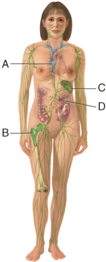 In the diagram,where do T cells mature?   A) A B) B C) C D) D E) None of these choices