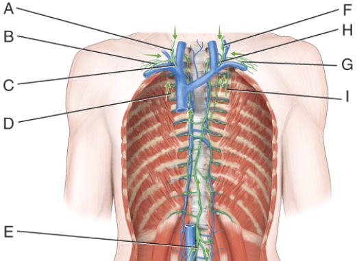In the diagram this vessel drains lymph from the upper right side of the body into venous blood using a subclavian vein.   A) B B) C C) F D) G E) E