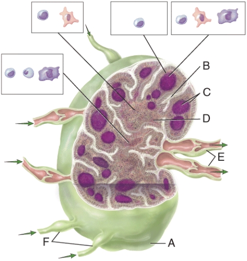 Which region includes B cells,follicular dendritic cells and macrophages?   A) B B) C C) D D) E E) F