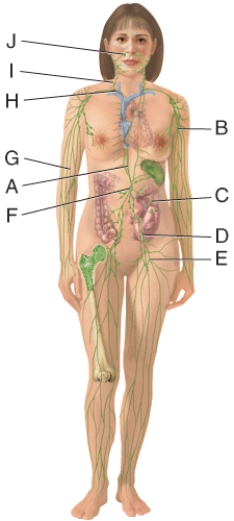 Which structure in the figure is an inguinal node?   A) B B) C C) D D) E E) I