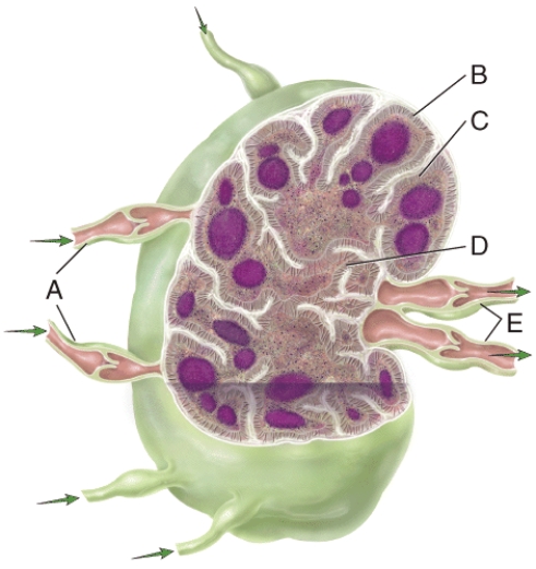What type of cell is not located in area A in the figure?   A) B cells B) dendritic cells C) macrophages D) T cells E) None of these types of cells