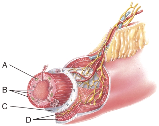What layer is composed of areolar connective tissue and epithelium?   A) A B) B C) C D) D E) none of these