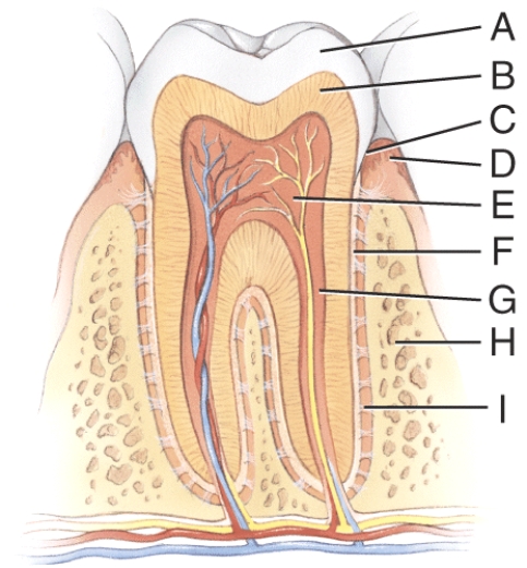This consists of calcified connective tissue.   A) A B) B C) E D) F E) G