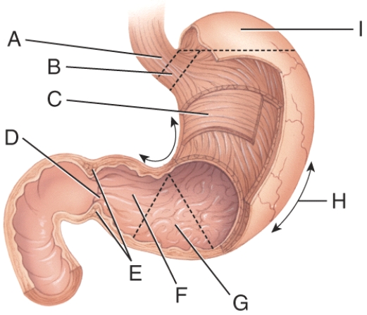What does line G point to?   A) Pylorus B) Pyloric sphincter C) Rugae D) Pyloric antrum E) Greater curvature