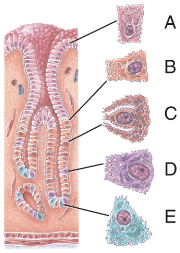 Which of the following cells secrete mucus?   A) B B) C C) D D) E