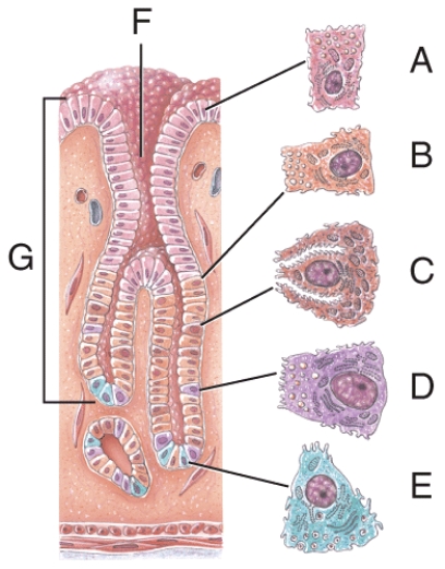 Name the structure labeled D   A) Parietal cell B) Gastric glands C) Gastric pit D) Chief cell E) Simple columnar epithelium