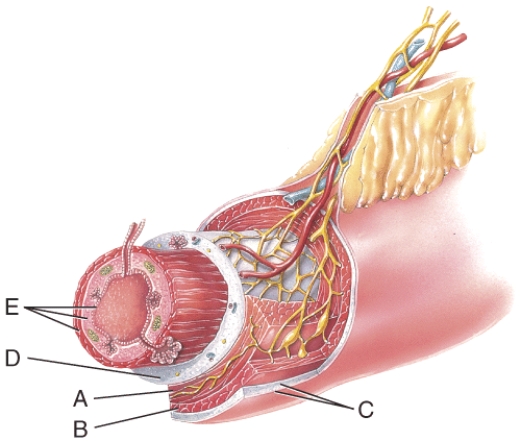 Name the layer labeled C   A) Submucosa B) Serosa C) Longitudinal muscle D) Mucosa E) Circular muscle