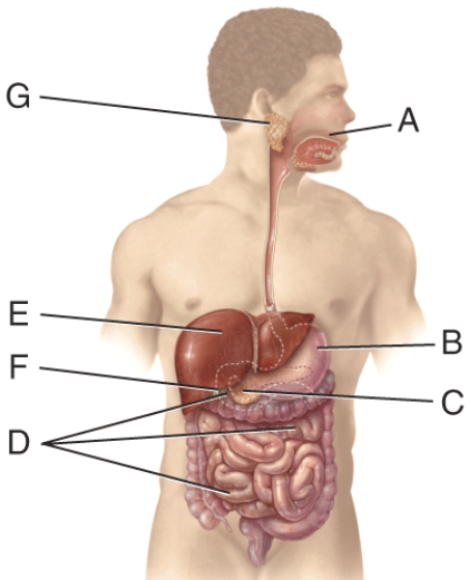 The enzyme produced in the organ labeled C which digests RNA is called:   A) Sucrase B) Deoxyribonuclease C) Salivary amylase D) Ribonuclease E) Pepsin