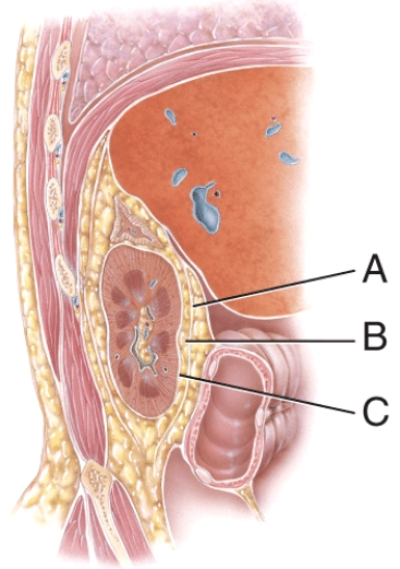 This layer's main function is to protect the kidney from trauma and hold it in place within the abdominal cavity.   A) A B) B C) C