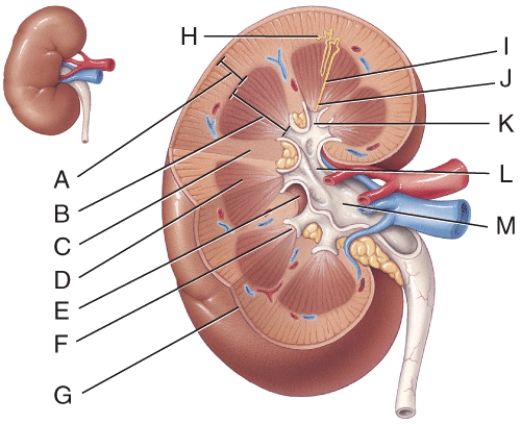 This structure is the apex of a renal pyramid.   A) E B) D C) G D) K E) L