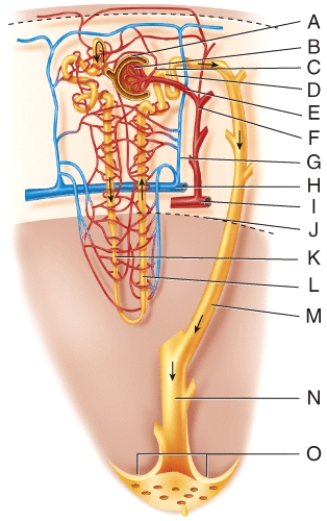 Where is the ascending limb of the loop of Henle?   A) C B) D C) J D) K E) L