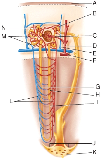 Fluid flowing from point G in the figure will go to which structure next?   A) N B) H C) I D) M E) K