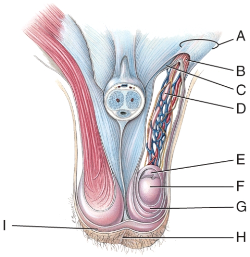 Which structure has a portion removed in a vasectomy?   A) A B) D C) E D) G E) I