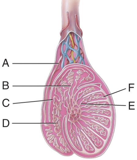 What is line  C  pointing to?   A) Efferent duct B) Body of epididymis C) Straight tubule D) Seminiferous tubule E) Lobule