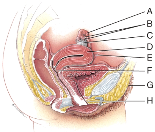 What is line  C  pointing to?   A) Bladder B) Fimbriae C) Ovary D) Uterus E) Perineum