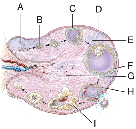 What is line  D  pointing to?   A) Follicular fluid B) Germinal epithelium C) Ovarian cortex D) Ovarian medulla E) None of these choices