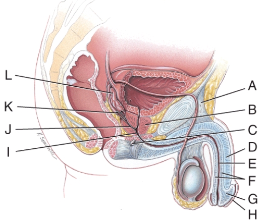 At which location in the figure do sperm and seminal vesicle secretions first join together in their path to the exterior?   A) C B) I C) E D) K E) L