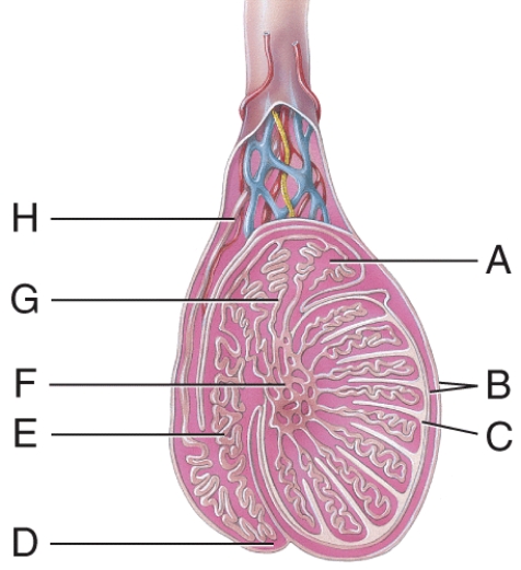 Which structure in the figure is made of dense irregular connective tissue that forms septa dividing the testes into lobules?   A) B B) C C) F D) A E) D