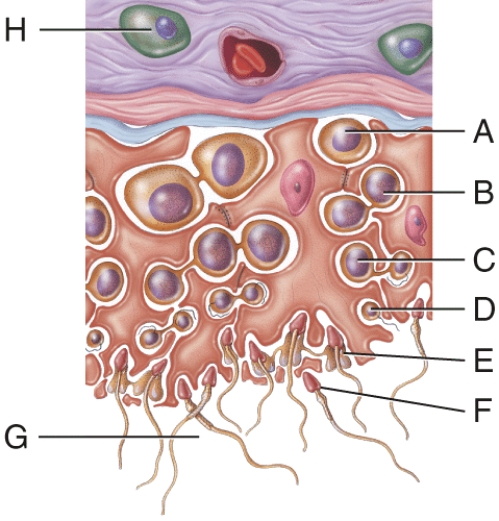 Which list below lists cells in the figure that all contain haploid nuclei?   A) B and C and D B) A and D and E C) C and E and F D) A and E and F E) B and D and E