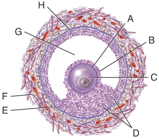 Which structure in the figure is the basement membrane?   A) A B) B C) D D) F E) H