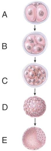 Which one represents the morula stage?   A) A B) B C) C D) D E) E