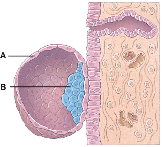 What is line  A  pointing to?   A) Endometrial gland B) Trophoblast C) Embryoblast D) Blastocyst E) Dermatome