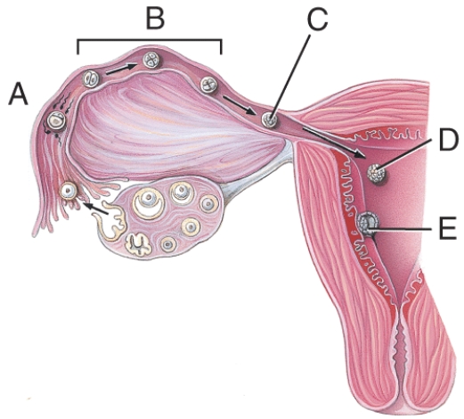 What stage happens 3-4 days after fertilization?   A) A B) B C) C D) D E) E