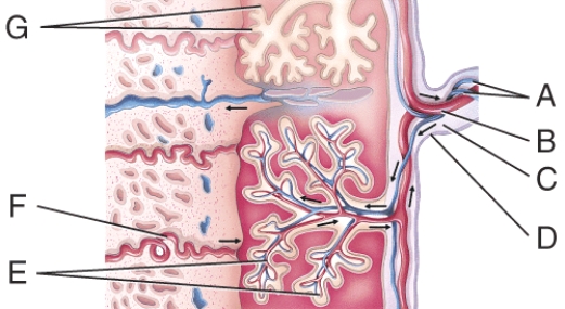 What is line  G  pointing to?   A) chorionic villi B) amnion C) umbilical vein D) umbilical artery E) amnionic capillary bed