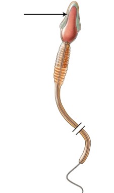 Name the structure indicated in the figure.   A)  body B)  acrosome C)  neck D)  tail