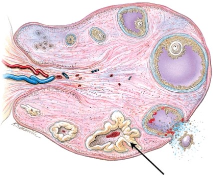 What structure is indicated?   A)  secondary follicle B)  corpus luteum C)  mature (Graafian)  follicle D)  corpus albicans