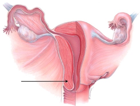 What is the name of the structure indicated in the diagram?   A)  fimbriae of uterine tube B)  isthmus of uterine tube C)  cervix of uterus D)  fundus of uterus