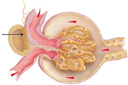 What is the structure indicated in the diagram?   A)  mesangial cells B)  pedicels C)  parietal layer of capsule D)  macula densa