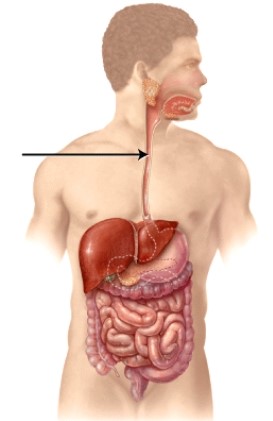 What is the structure indicated in the figure?   A)  stomach B)  pancreas C)  esophagus D)  pharynx