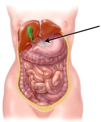 Identify the structure indicated in the figure.   A)  gallbladder B)  sigmoid colon C)  greater omentum D)  lesser omentum