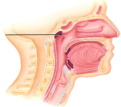 What is the name of the area indicated?   A)  nasopharynx B)  sphenoidal sinus C)  oropharynx D)  frontal sinus