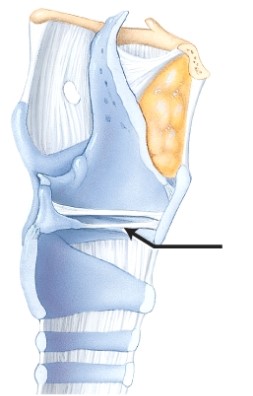 In this sagittal section, the arrow is pointing to which structure of the larynx?   A)  thyrohyoid membrane B)  tracheal cartilage C)  vocal fold (true vocal cord)  D)  cuneiform cartilage