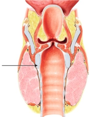 In this lateral view of the larynx, which cartilage is indicated?   A)  epiglottis B)  cricoid C)  thyroid D)  cuneiform